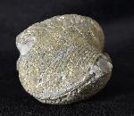 Paraspirifer bownockeri (STEWART 1927) - Bild &copy; FossNet FossilienStore